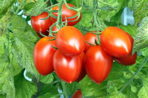 tomates vs jitomates